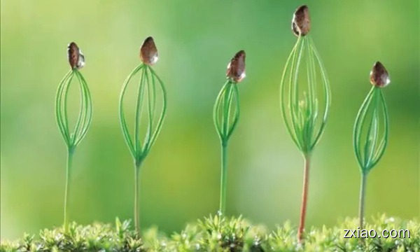 如何防止春季过敏-隆力奇精致生活1LLampeBerger薰香-赢在直销网