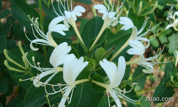 康美金银花的特点-赢在直销网