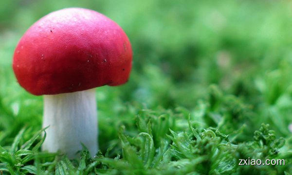 春芝堂钙+维生素D功效是什么-赢在直销网